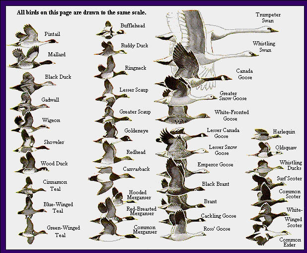 Puddle Duck Identification Chart